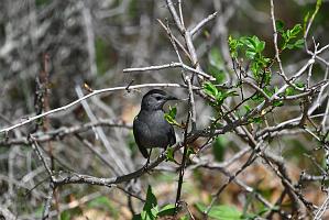 Catbird, Gray, 2025-05077431 Parker River NWR, MA